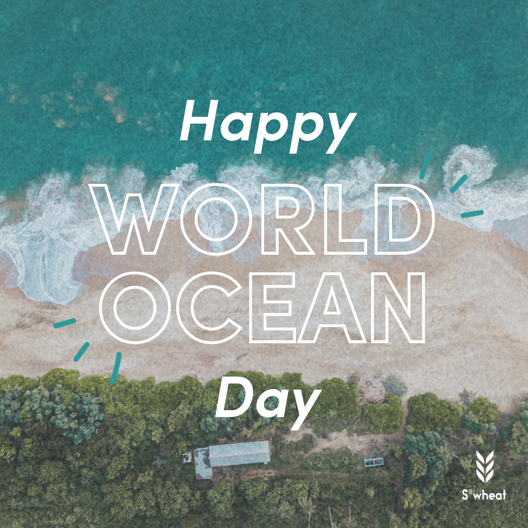 world ocean day 2022 ocean bottle reusable bottle ocean reusable bottle plant based water bottle co brand ocean bottle reusable world ocean day how to help