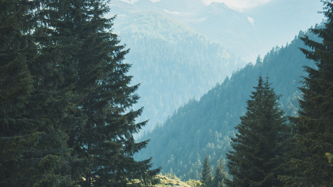 Green forest with blue sky